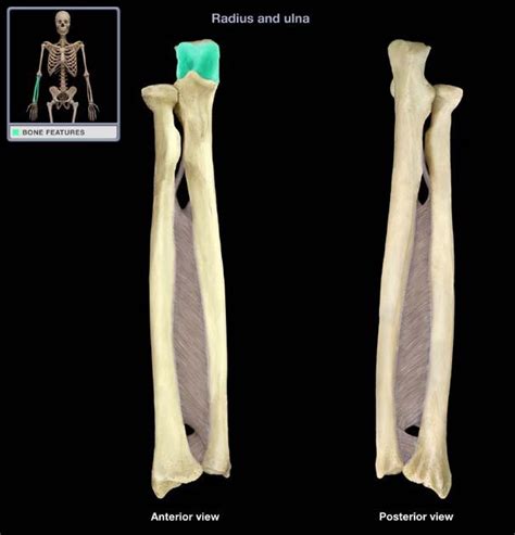 Radius and Ulna Flashcards | Memorang