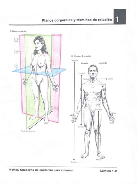 1 Plano Medio Sagital Medio 2 Plano Frontal 3 Plano Transversal