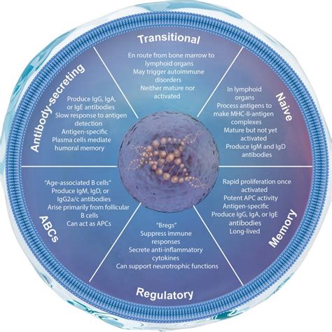 Overview Of Age Associated B Cells Abcs Including A Schematic Of