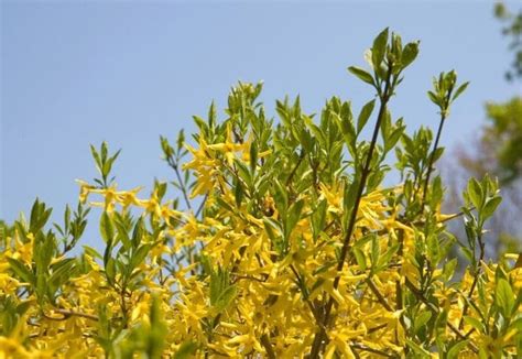 10 Spectacular Forsythia Bush Varieties for a Garden Painted in Gold