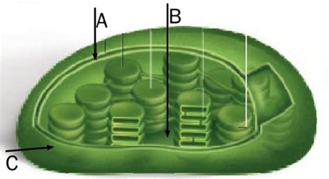 Biology Exam Flashcards | Quizlet