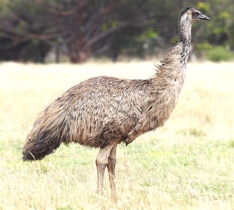 Emu Farming In India Modern Farming Methods