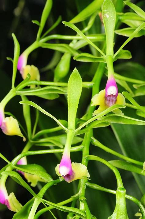 Epidendrum Paniculatum 1000 Orchid Photography Orchid Care Orchid