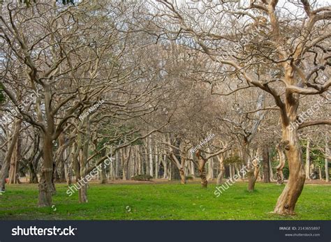 Naked Ginkgo Biloba Gingko Maidenhair Tree Stock Photo