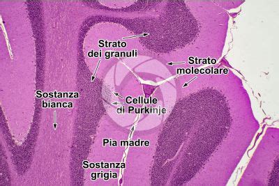 Uomo Mammiferi Sistema Nervoso Altri Apparati E Sistemi