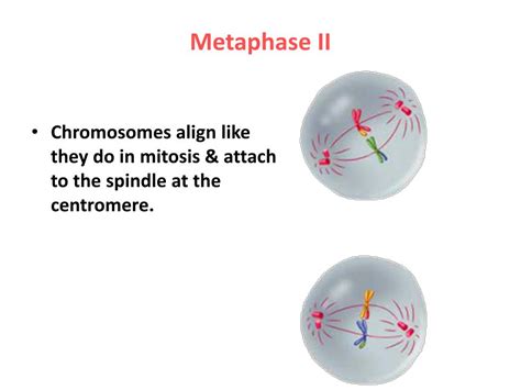 PPT - Remember! Homologous Chromosomes PowerPoint Presentation, free download - ID:1955191