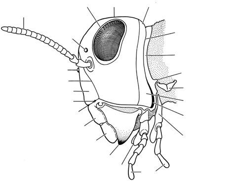 Insect head Diagram | Quizlet