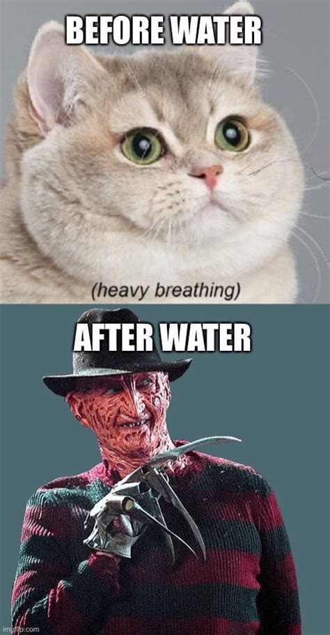 What do cats think about when they’re wet? : r/dankmemes