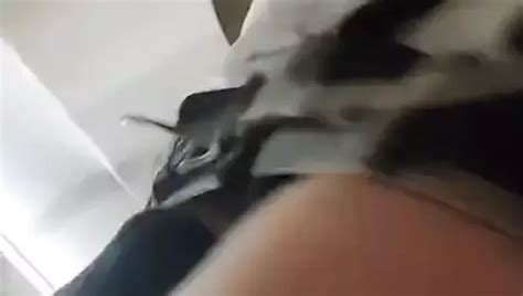 Free Shemale Sissy Slave Porn Videos Xhamster