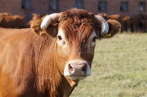 P Turage Une Race De Couleur Brune De Limousine De Vache Le Silhou