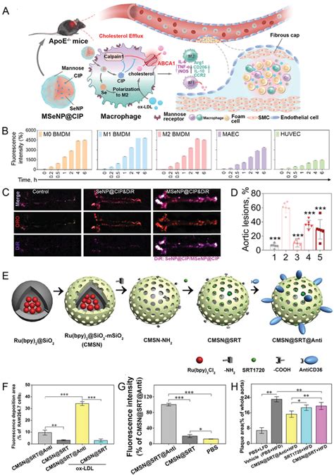 A Schematic Illustration Of Macrophagetargeting MSeNP CIP B