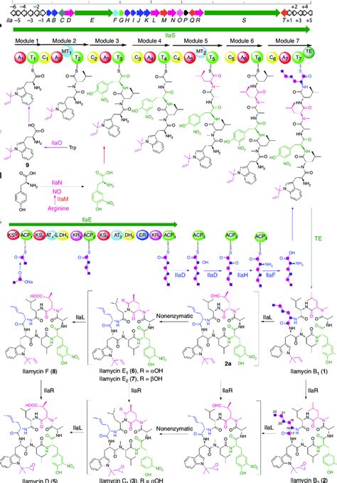 Biosynthetic Gene Cluster And Proposed Biosynthetic Pathway Of