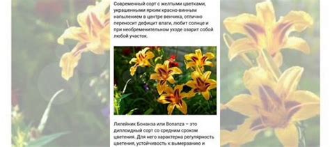 Лилейник черный принц, бананза,ирис сибирский купить в Твери | Товары ...