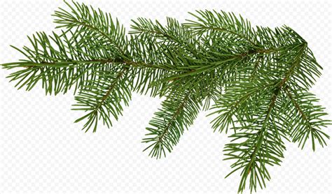 Christmas Tree Pine Branch