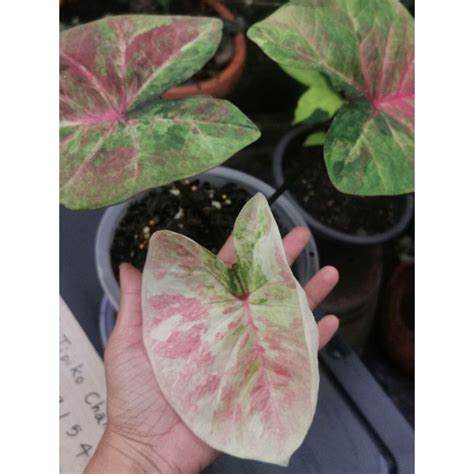 Caladium Hybrids Shopee Thailand