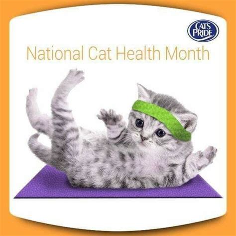 ~ February Is National Cat Health Month And National Cat Dental Health