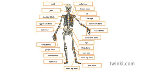 Labelled Skeleton Illustration - Twinkl