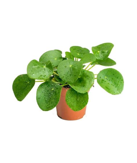 Chinese Money Plant Pilea Peperomioides Plantshop