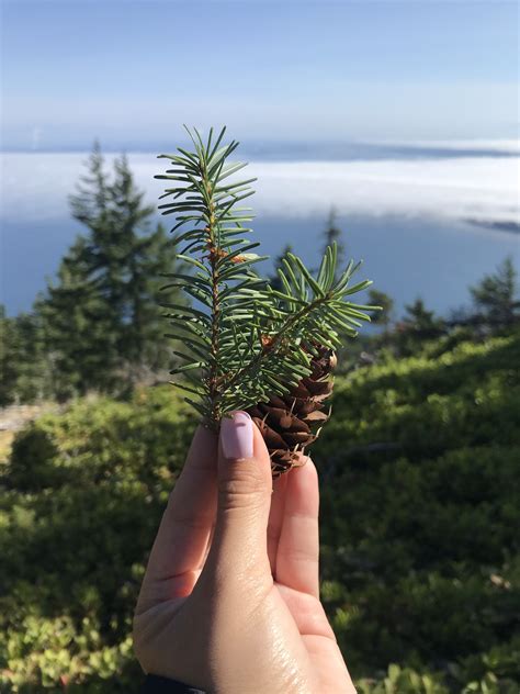 Orcas island, Seattle | Orcas island, Island, Plants
