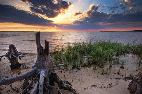 Stumps and Sunset on Oyster Bay Photograph by Michael Thomas - Fine Art America