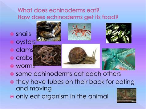 Ppt Echinoderms By Laila Salem And Teshawna Pileski Powerpoint Presentation Id 5624659