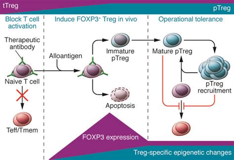 Jci Harnessing Foxp3 Regulatory T Cells For Transplantation Tolerance