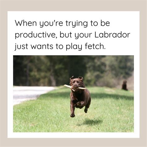 10 Labrador Memes That Prove These Pups Have the Best Personalities