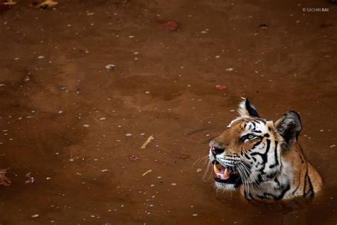 Bandhavgarh Tours - Gliding Frog