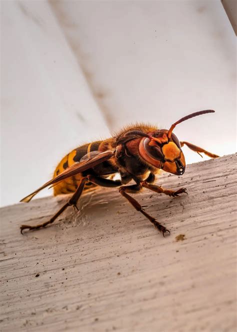 The Buzz About Murder Hornets Excel Pest Services