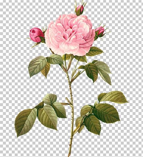 Botanical Illustration Botany Flower Art Png Clipart Beach Rose