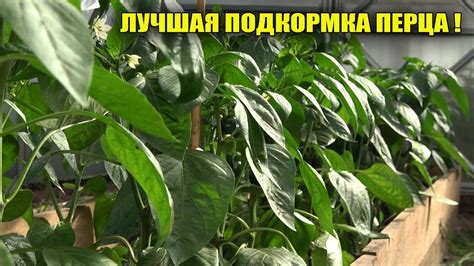 В 10 РАЗ БОЛЬШЕ ПЕРЦА С КУСТА ПОСЛЕ ЭТОЙ ПОДКОРМКИ! - YouTube