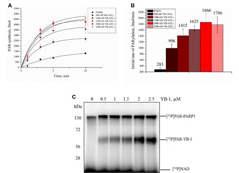 Figure 4 From The C Terminal Domain Of Y Box Binding Protein 1 Exhibits