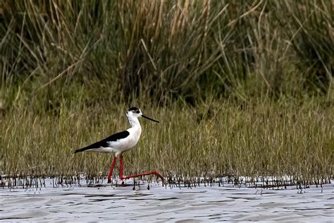 Stilt Llanelli Wetland Centre South Wales Christina Marsh Flickr