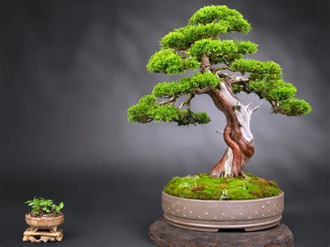 Bonsai Tree Types Indoor