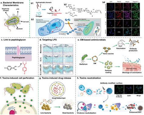 a) Schematic diagram of the bacterial membrane characteristics; b1 ...