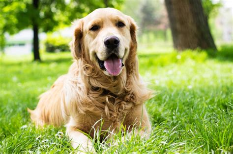 Tout Savoir Sur Le Golden Retriever