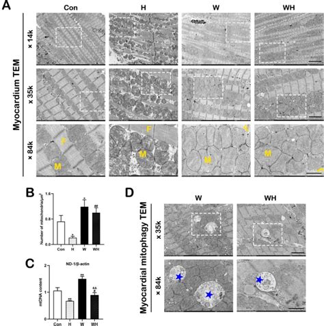 Wa Increased The Mitochondrial Number And Enhanced Autophagic Flux In