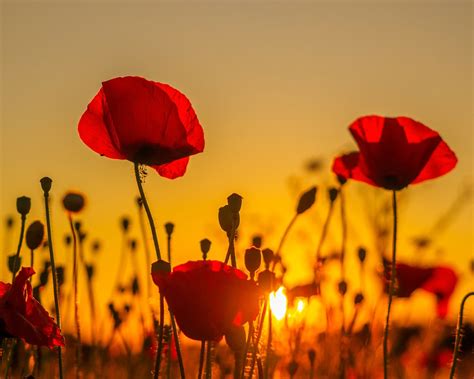 Wallpaper Sunset Poppies Field Red Flowers 1920x1200 HD Picture Image