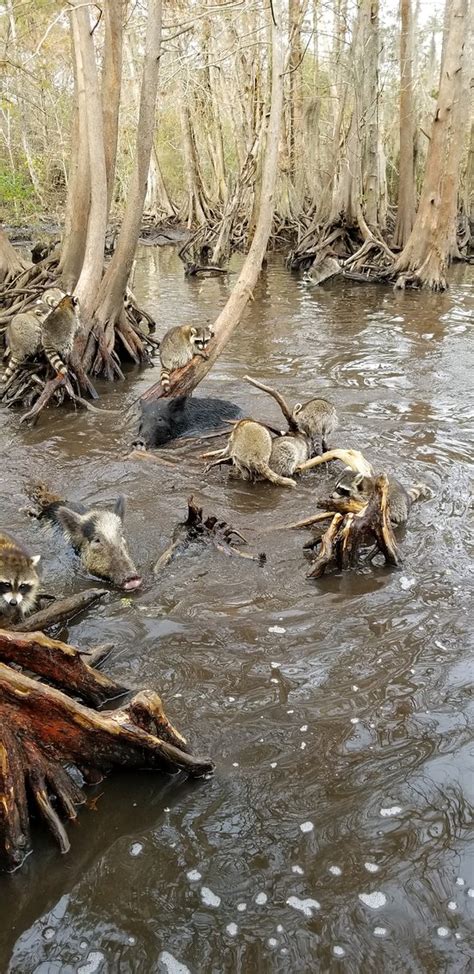 New Orleans Swamp Tours Aktuelle 2019 Lohnt Es Sich Mit Fotos