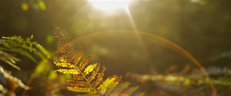 Nature-Based Therapy Certification - Human-Nature Counselling Society