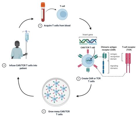 Cells Free Full Text T Cell Gene Therapy In Cancer Immunotherapy