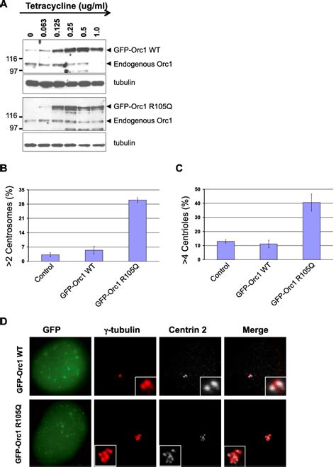 Stable Expression Of Orc Containing A Meier Gorlin Syndrome Mutation