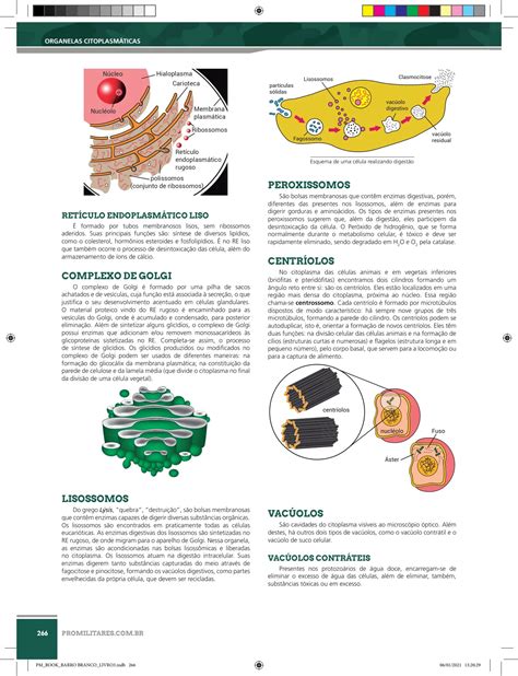 Onde Encontramos Os Organóides Organelas Citoplasmáticas