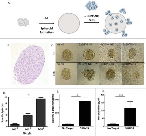 Hspc Nk Cells Have High Cytolytic Activity Against Skov 3 Spheroids