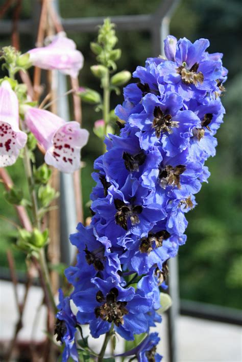 I Fiori Del Mio Terrazzo 84 Delphinium Dedicato Flickr