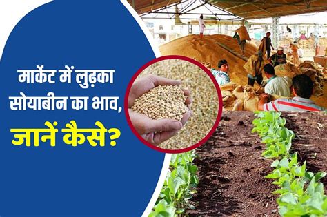 Soyabean Price Fall 600 रुपये तक गिर सकता है सोयाबीन का भाव जानिए क्या वजह Know Here The