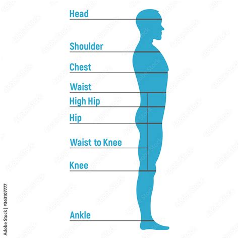 Vetor De Male Size Chart Anatomy Human Character People Dummy Front