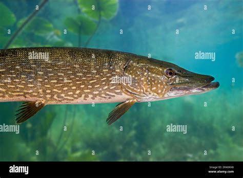 Northern Pike Esox Lucius Carnivorous Fish Swimming And Hunting