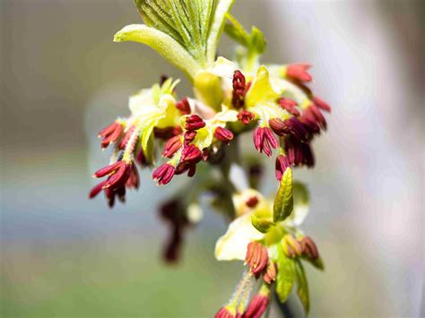 Ironwood Tree Blossoms Spring - Free photo on Pixabay - Pixabay