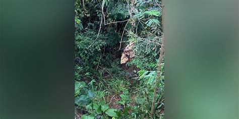 Corpo Em Decomposi O Encontrado Em Beira De Estrada Correio De Caraj S